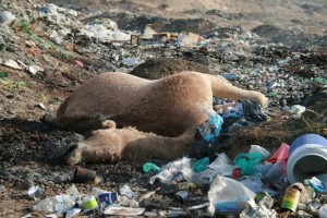 Camel dead from plastic consumption