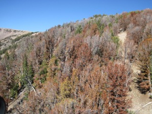 Dying forests in the Northern Rockies  NRDC