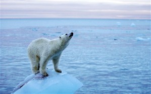 Polar bear on dwindling Arctic ice sheet  PA