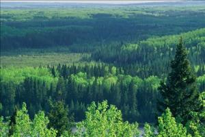 Pristine Alberta boreal forest  National Geographic