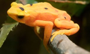 The Panamanian golden frog has been pushed close to extinction by fungal disease.