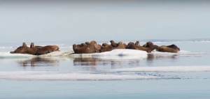 Walruses are finding less and less sea ice. Image by the U.S. Geological Survey.