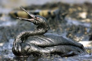 Bird in Oil Spill Source Greenpeace