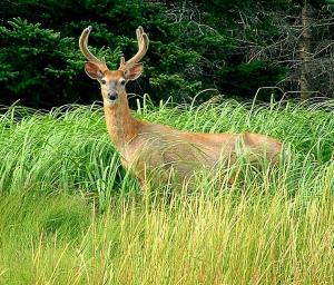 Young Buck On The Second Peninsula Lunenburg Nova Scotia is a photograph by William OBrien.